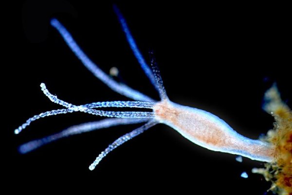 Kraken зеркало krakens13 at