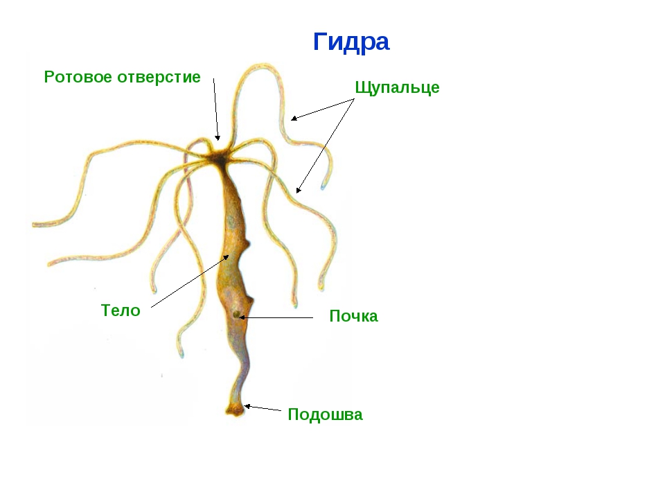 Что такое кракен площадка