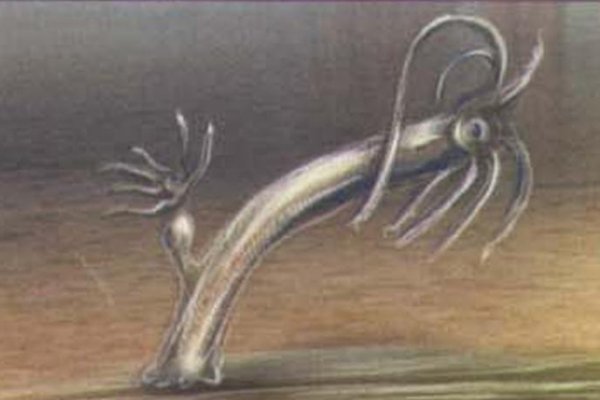 Kraken 20at net