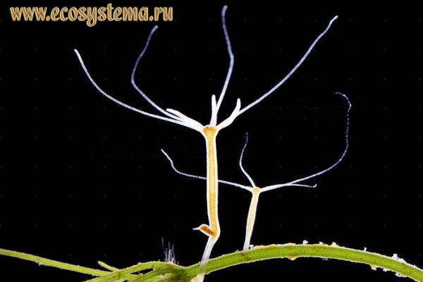 Tor kraken маркет